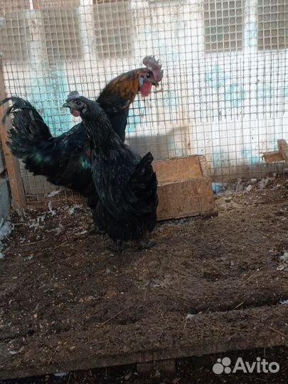 Продаю кур и уток
