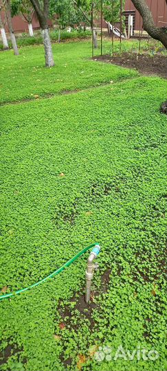 Посадка газона