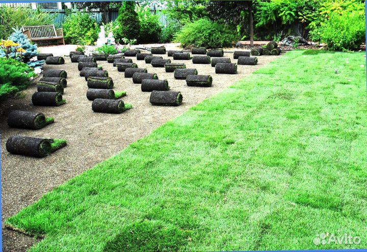 Рулонный газон