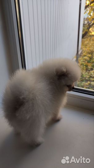 Померанский шпиц мини