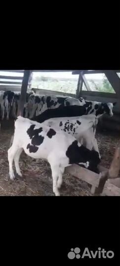 Бычки породистые