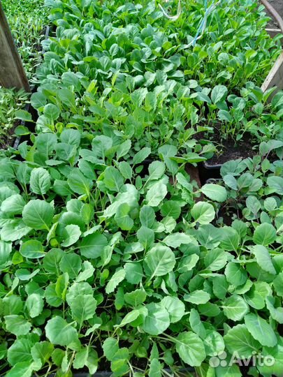 Рассада овощей