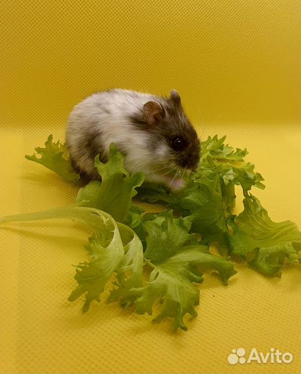 Хомяки из домашнего питомника. Подрощенные