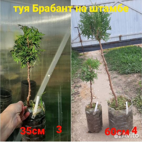 Верески, спиреи, дерен, лаванда, бирючина