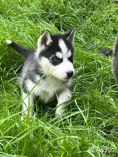 Продажа щенков хаски