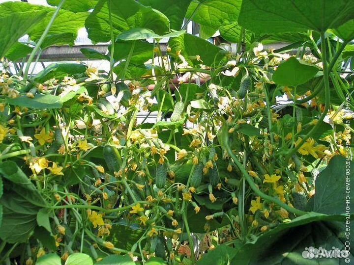 Семена удивительного гибрида (огурца)