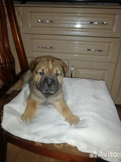 Щенки метисы в добрые руки