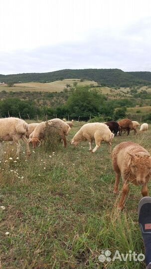 Овцы Бараны ягнята
