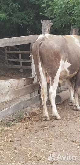 Племенной бык