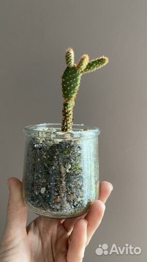 Кактус опунция