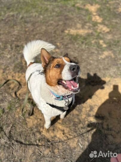 Такая булочка пропадает