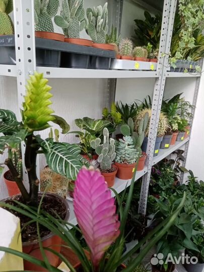 Кактус, Антуриум, фикус, мандарин, гардения