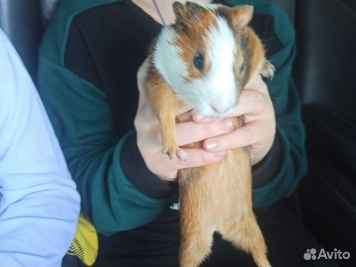 Морская свинка бесплатно