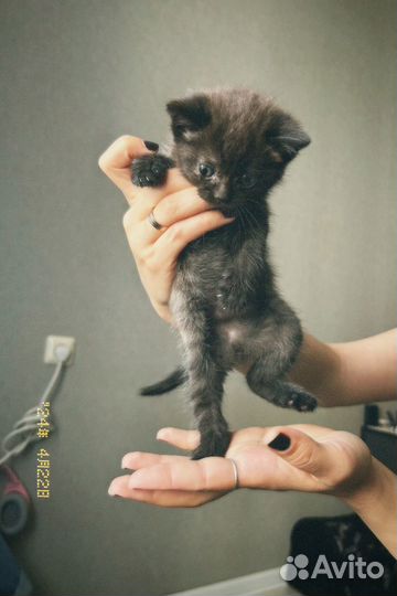 Продам котят )