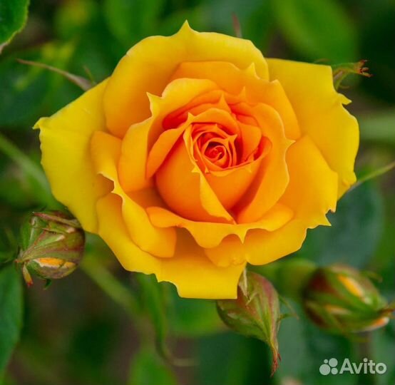 Саженцы розы Керио