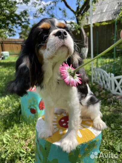 Девочка-щенок кавалер кчс окраса триколор