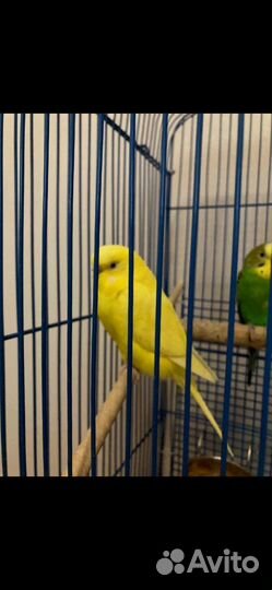 Попугаи волнистые