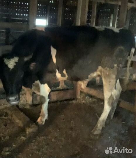 Бычки и быки