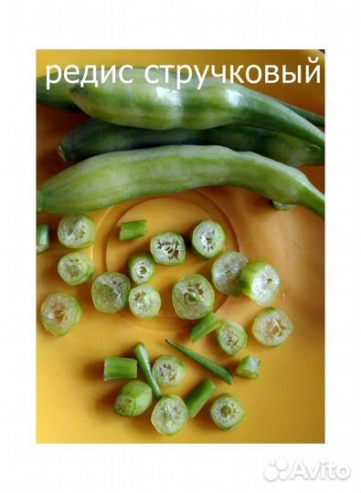 Семена яванский стручковый редис