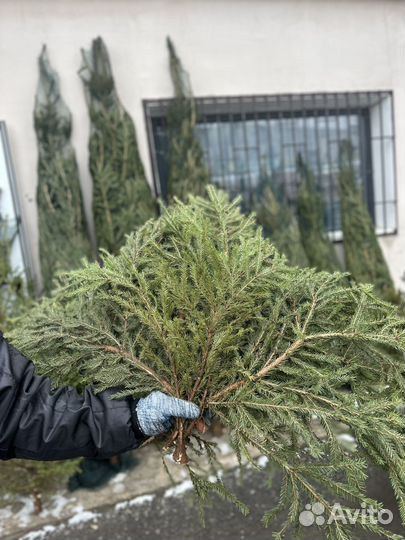 Лапник еловый