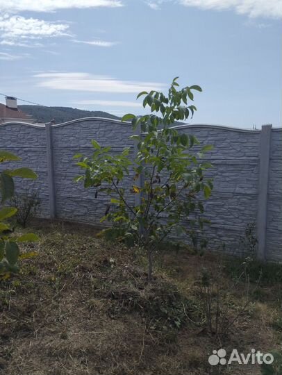 Плодовые деревья