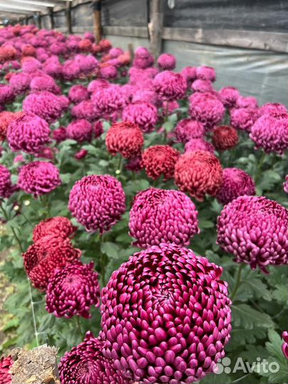 Хризантема Бигуди