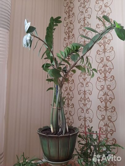 Замиокулькас