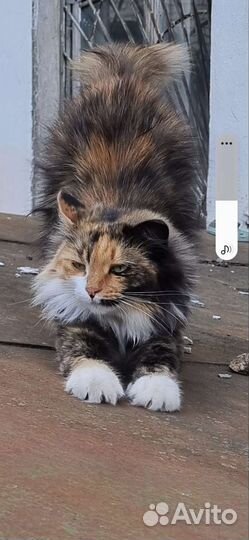 Породистая домашняя кошечка на улице