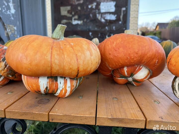 Тыква декоративная