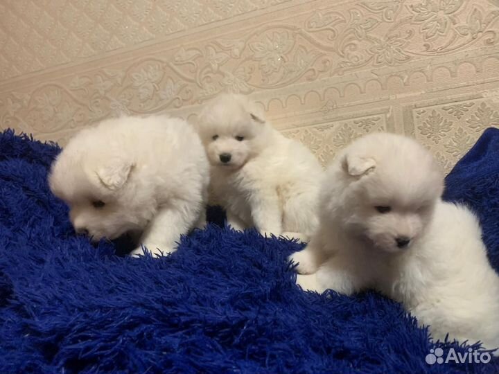 Собаки щенки самоеда