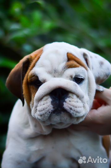 Английский бульдог