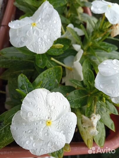 Катарантус семена