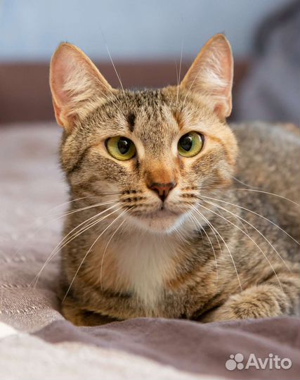 Кошка в дар косоглазая