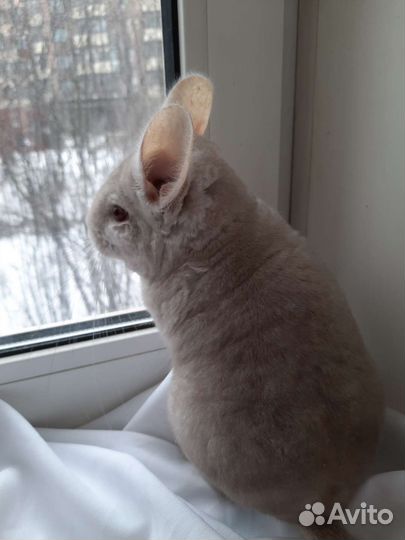 Шиншилла гомобежевая нф, на, нс