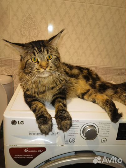 Кот мейн-кун вязка