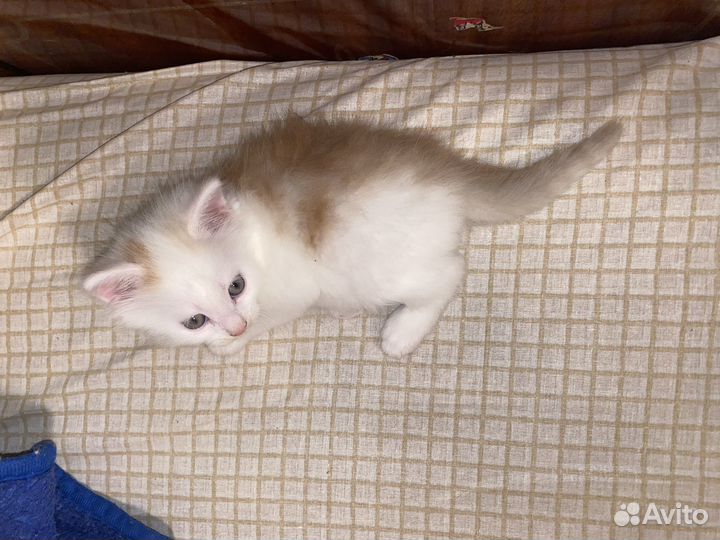 Котята отдам бесплатно