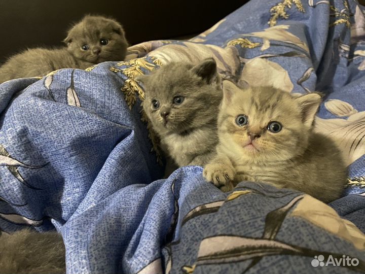 Британская вислоухая кошечка