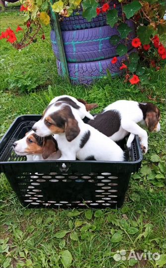 Щенки русской пегой гончей