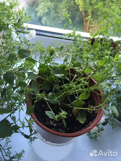 Кампанула махровая невеста