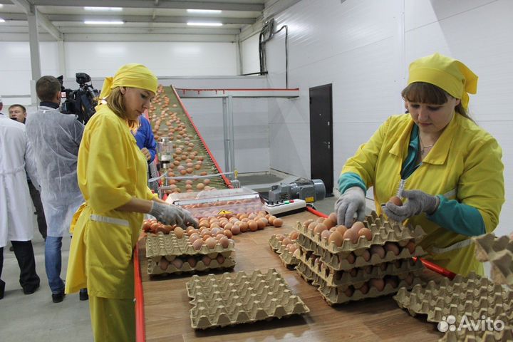Уникальная работа на птицефабрике Пермь