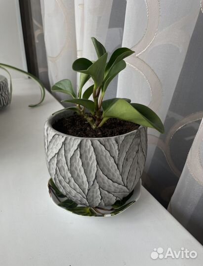 Растение Денежное дерево Толстянка