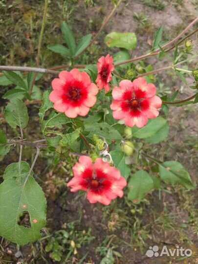 Лапчатка непальская травянистая, многолетник