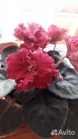 Детки сортовых фиалок