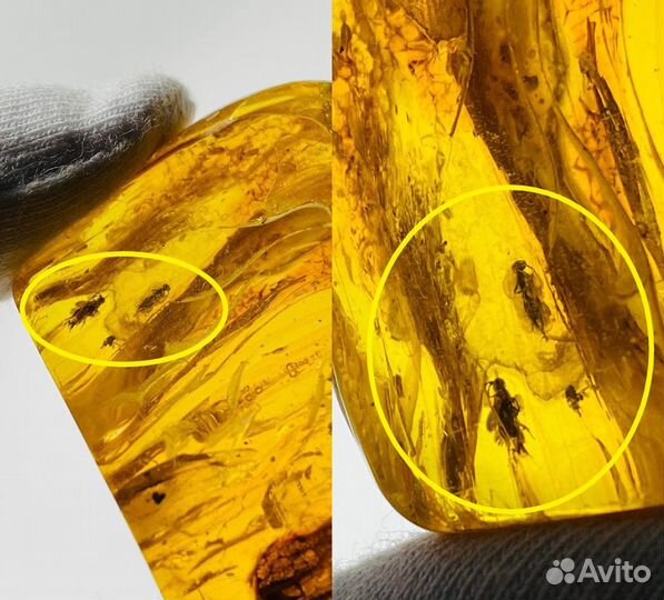 Янтарь,инклюз два крупных муравья В одном камне 40