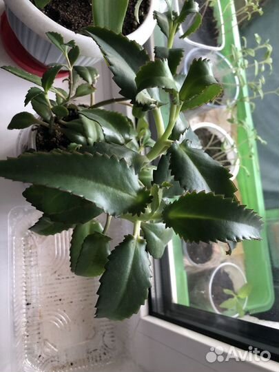 Каланхоэ лечебный,Золотой ус,Алоэ лечебный