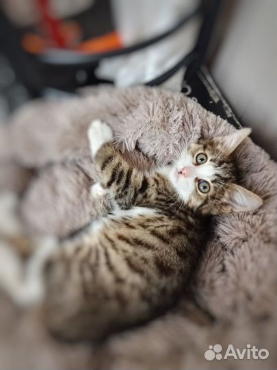 Котенок в добрые руки