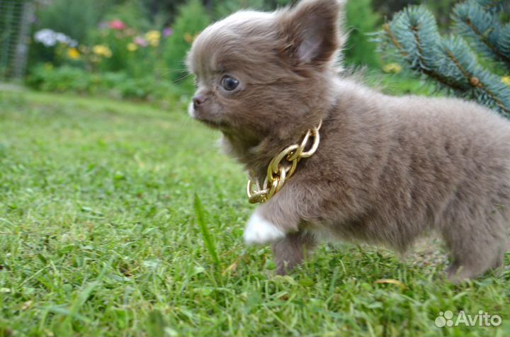 Чудо лиловое