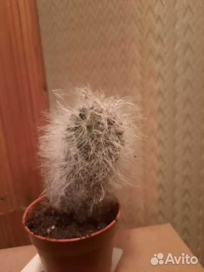 Кактусы