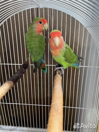 Попугаи неразлучники