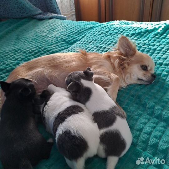 Щенки чихуахуа мини девочки